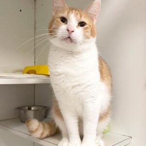 Mickey - cautious ginger boy