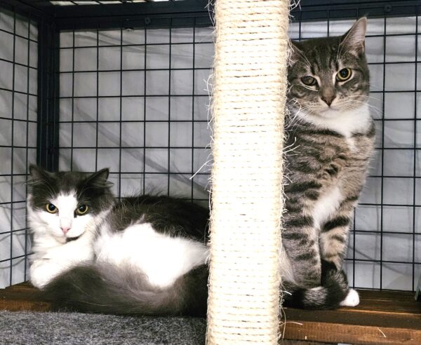Pebbles & Sebastian - chums