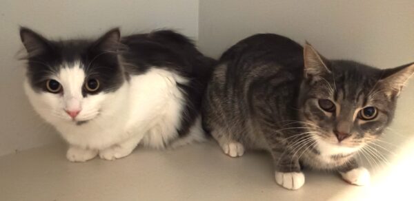 Pebbles & Sebastian - chums - Image 3