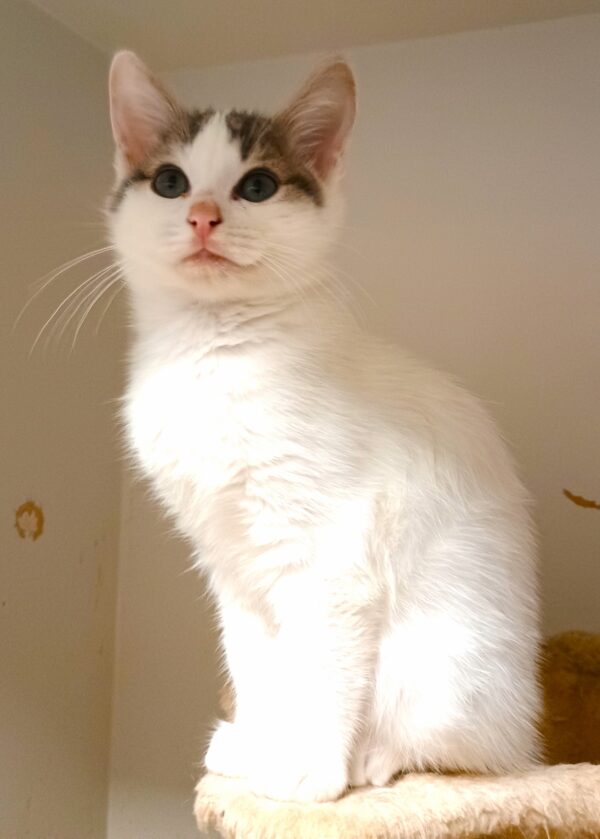 Jake - confident and cute
