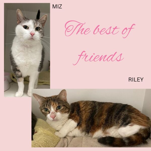 Miz - beautiful, gentle 7 year old - Image 3