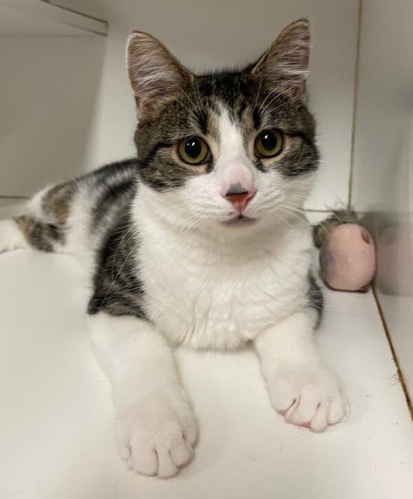 Toby - sweet active young boy
