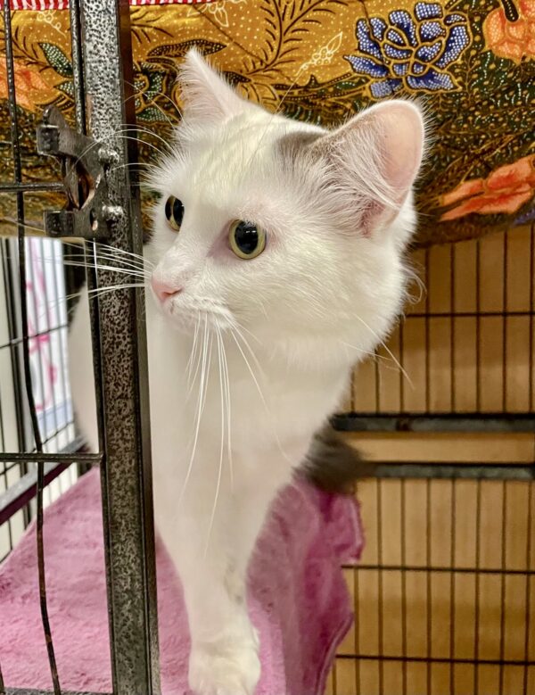 Annabelle - social and sweet