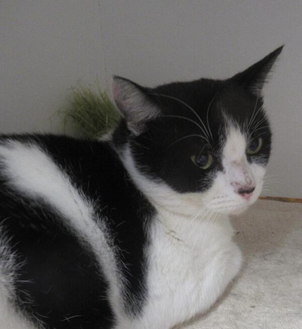 Oscar - easygoing and affectionate - Image 2