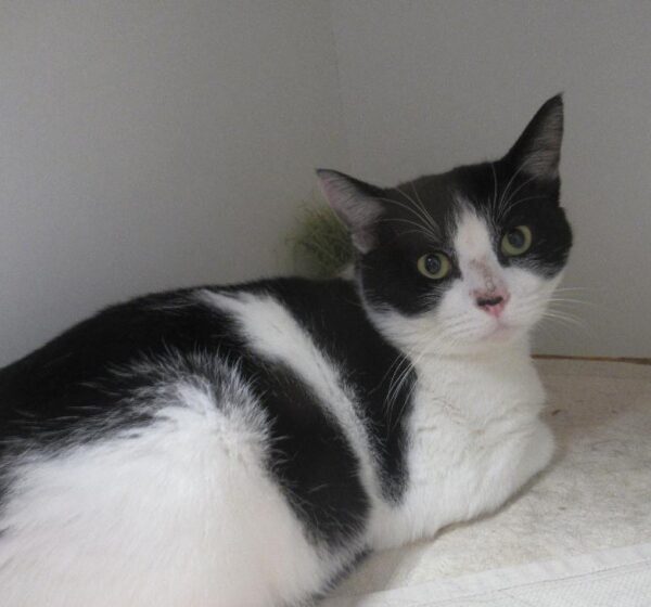 Oscar - easygoing and affectionate - Image 4