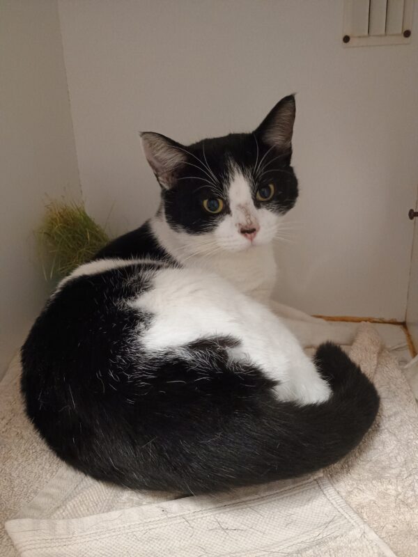 Oscar - easygoing and affectionate