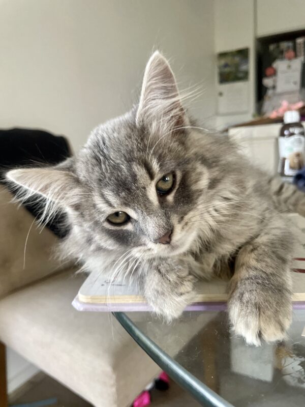 Luna - cheeky little Miss - Image 2