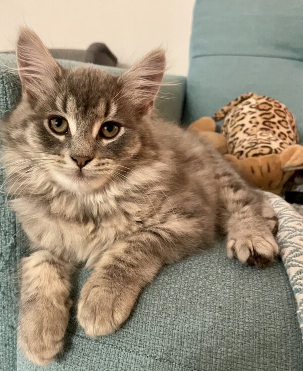 Luna - cheeky little Miss