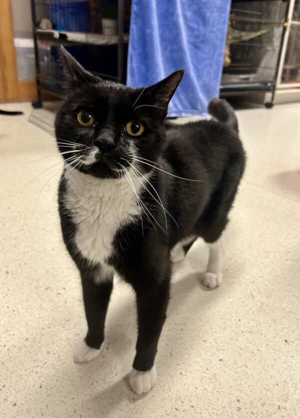 Cooper - just look at that tail!