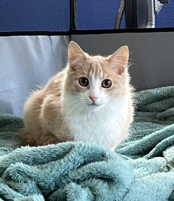 Leo - lovable little kitten