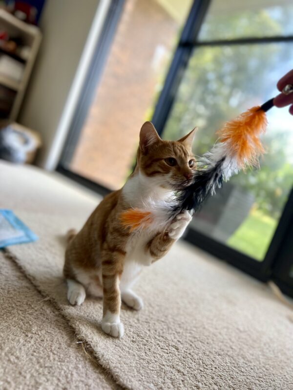 Simba - inquisitive and endearing kitten - Image 4