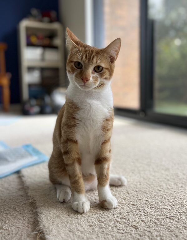 Simba - inquisitive and endearing kitten - Image 2