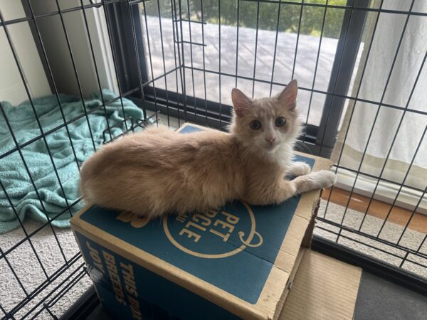 Leo - lovable little kitten - Image 3