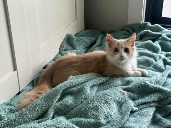 Leo - lovable little kitten - Image 2