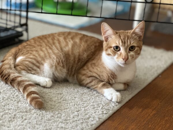 Simba - inquisitive and endearing kitten - Image 3