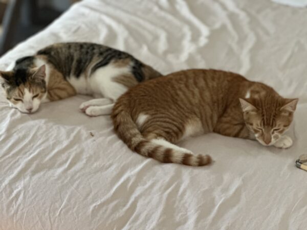 Simba - inquisitive and endearing kitten - Image 5