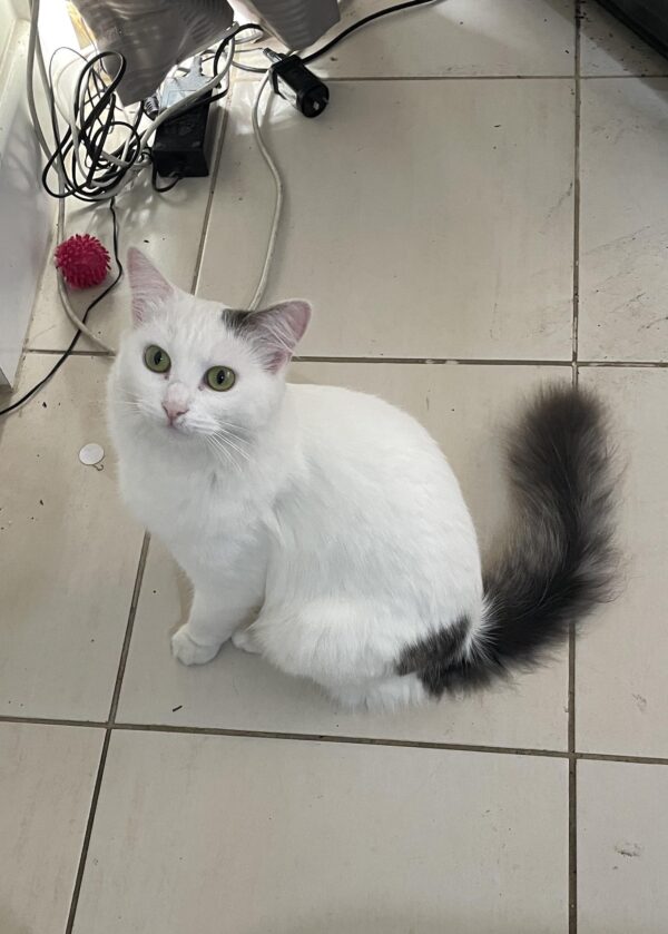 Annabelle - social and sweet - Image 2