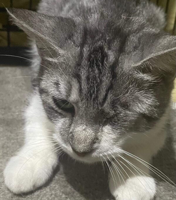 Maia - gentle love bug - Image 3