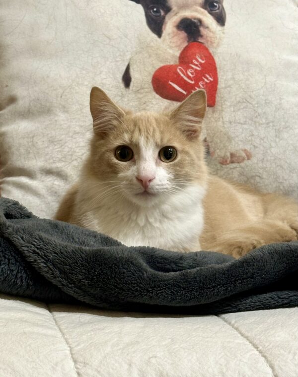 Leo - lovable little kitten - Image 4