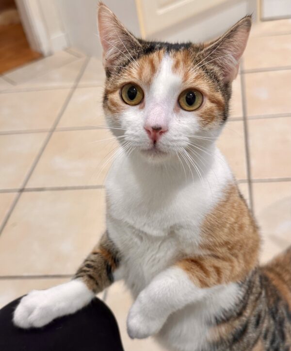 Keira - curious and affectionate lap kitten