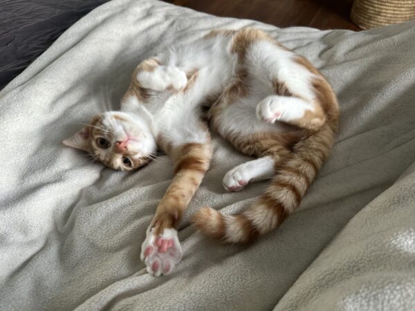 Simba - inquisitive and endearing kitten