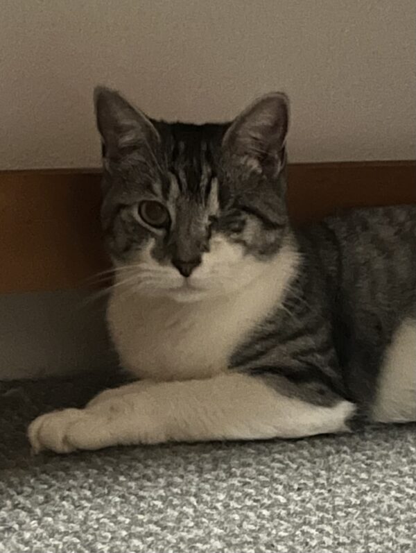 Maia - gentle love bug