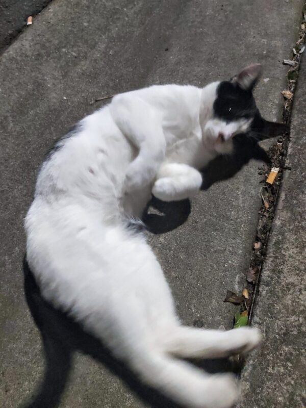 Oscar - easygoing and affectionate - Image 6