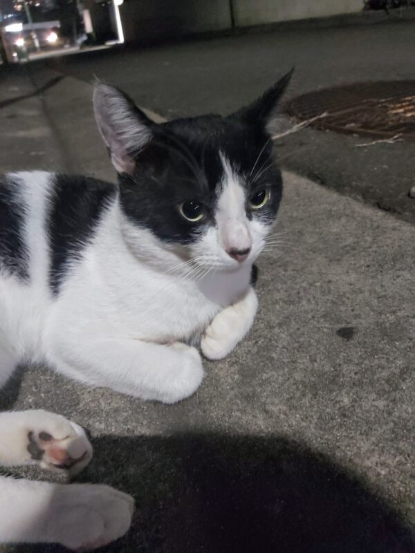 Oscar - easygoing and affectionate - Image 5