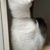 Sparkle - loves to play - Image 2