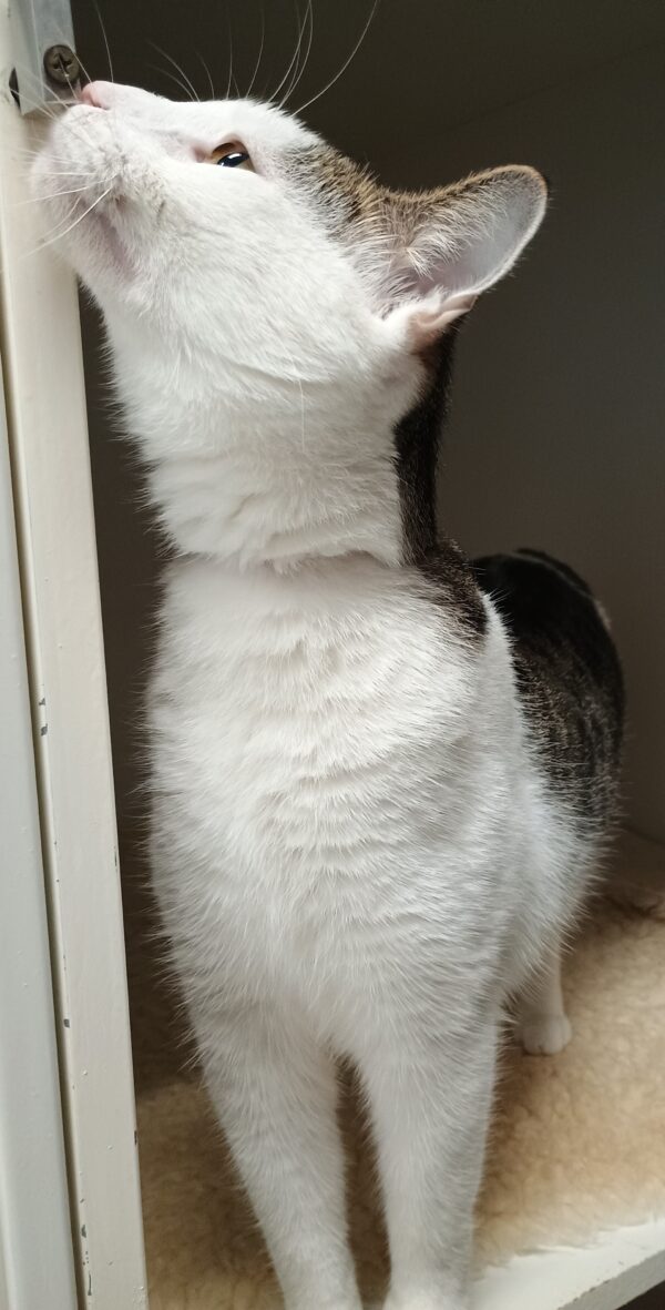 Sparkle - loves to play - Image 2