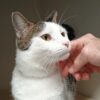 Sparkle - loves to play