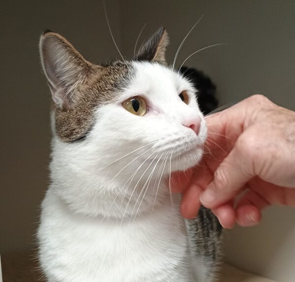 Sparkle - loves to play