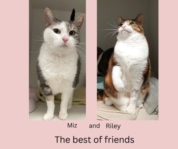 Miz & Riley - best mates