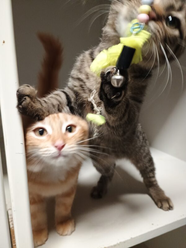 Spots - a playful loving kitten - Image 2
