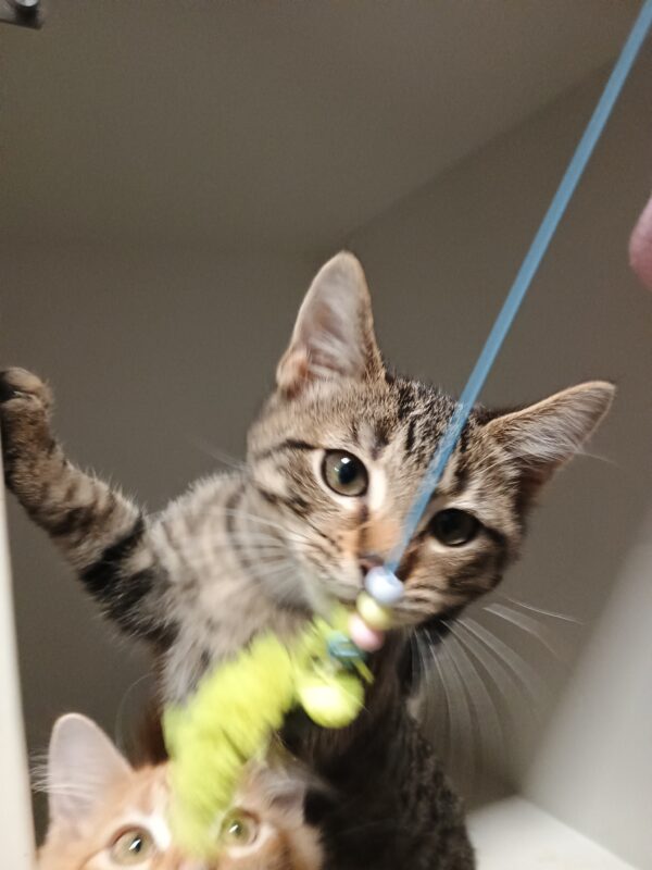 Spots - a playful loving kitten
