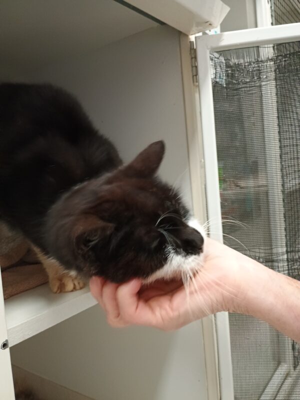 Harry - lovely lap cat - Image 3