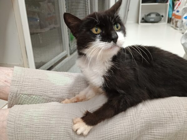 Harry - lovely lap cat
