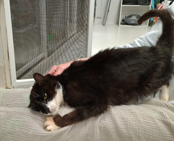 Harry - lovely lap cat - Image 2