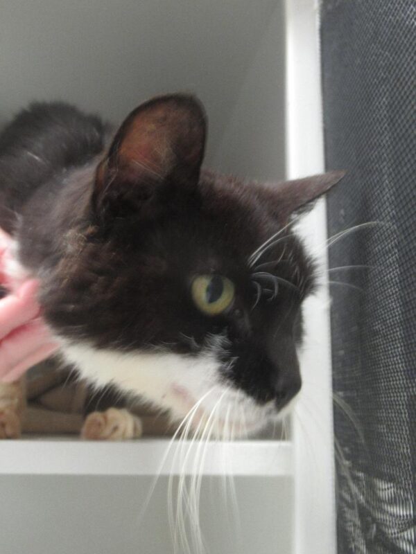 Harry - lovely lap cat - Image 4
