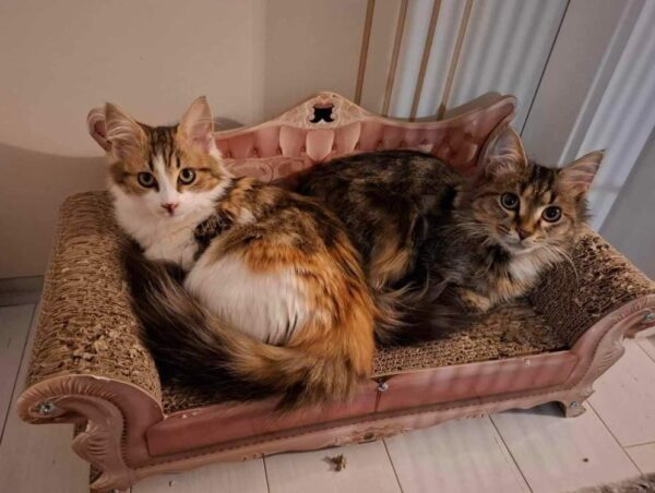 Abigail & Annabel - sweet and pretty