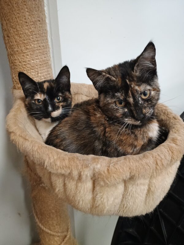 Patches - sweet girl - Image 2