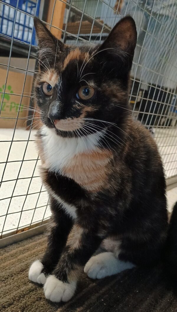 Luna - lovable little cutie