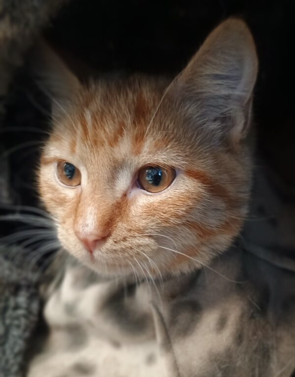 Scarlett - sweet and loving kitten - Image 4