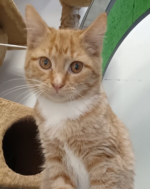 Scarlett - sweet and loving kitten