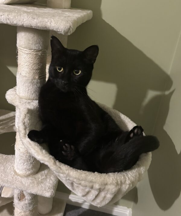 Shadow - absolute lap cat