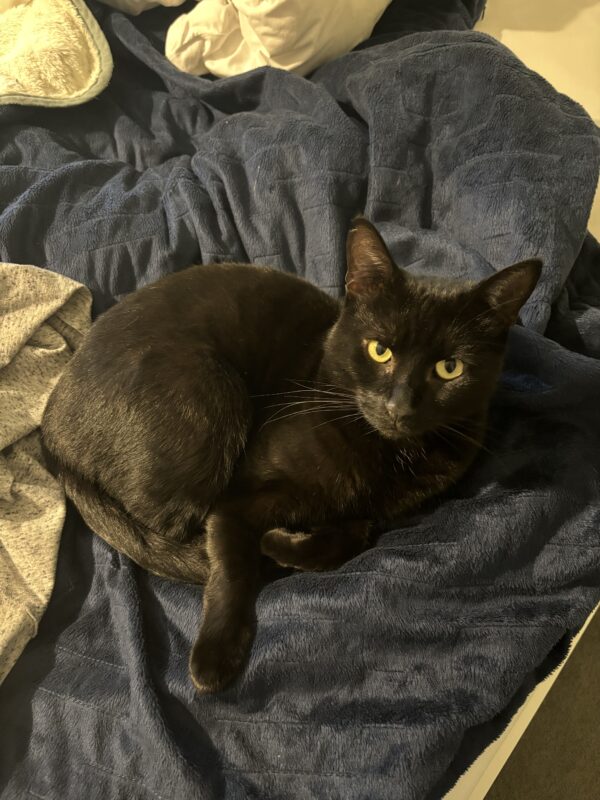 Shadow - absolute lap cat - Image 6