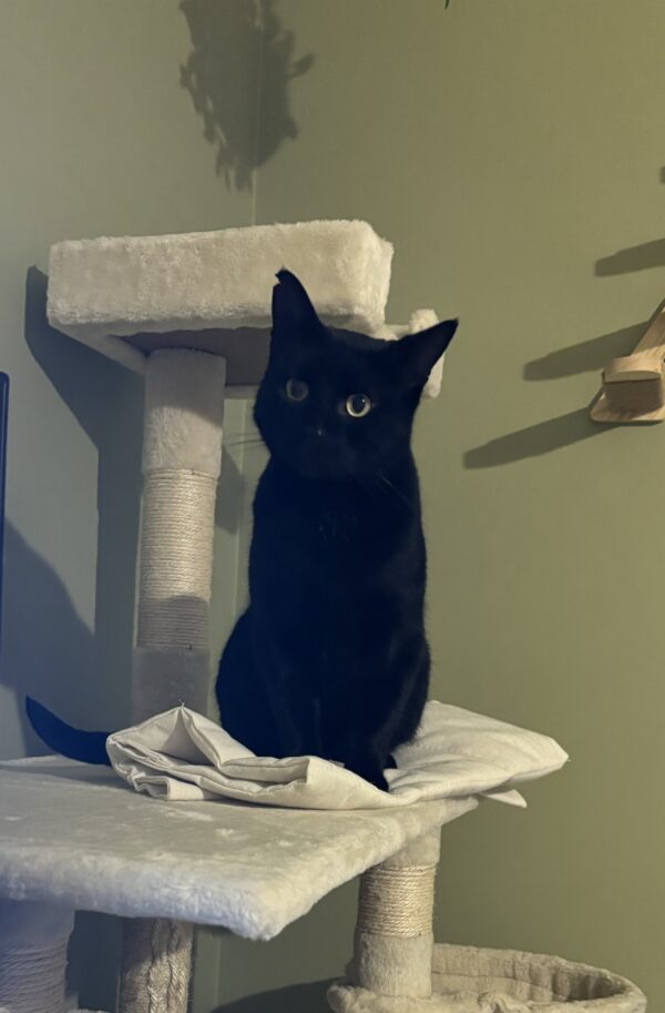 Shadow - absolute lap cat - Image 4