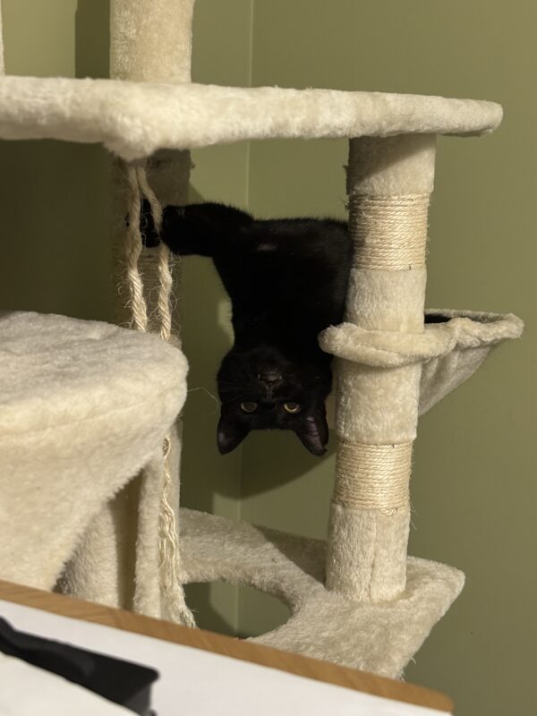 Shadow - absolute lap cat - Image 3