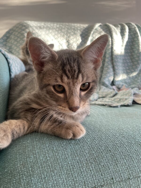Muffin - purry little companion