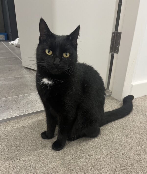 Ella - sweet and affectionate - Image 2